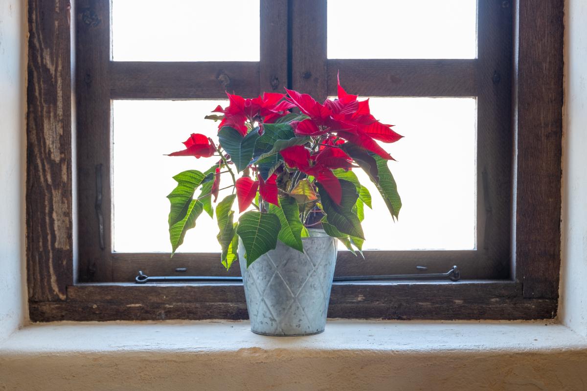 Prendersi cura della Stella di Natale