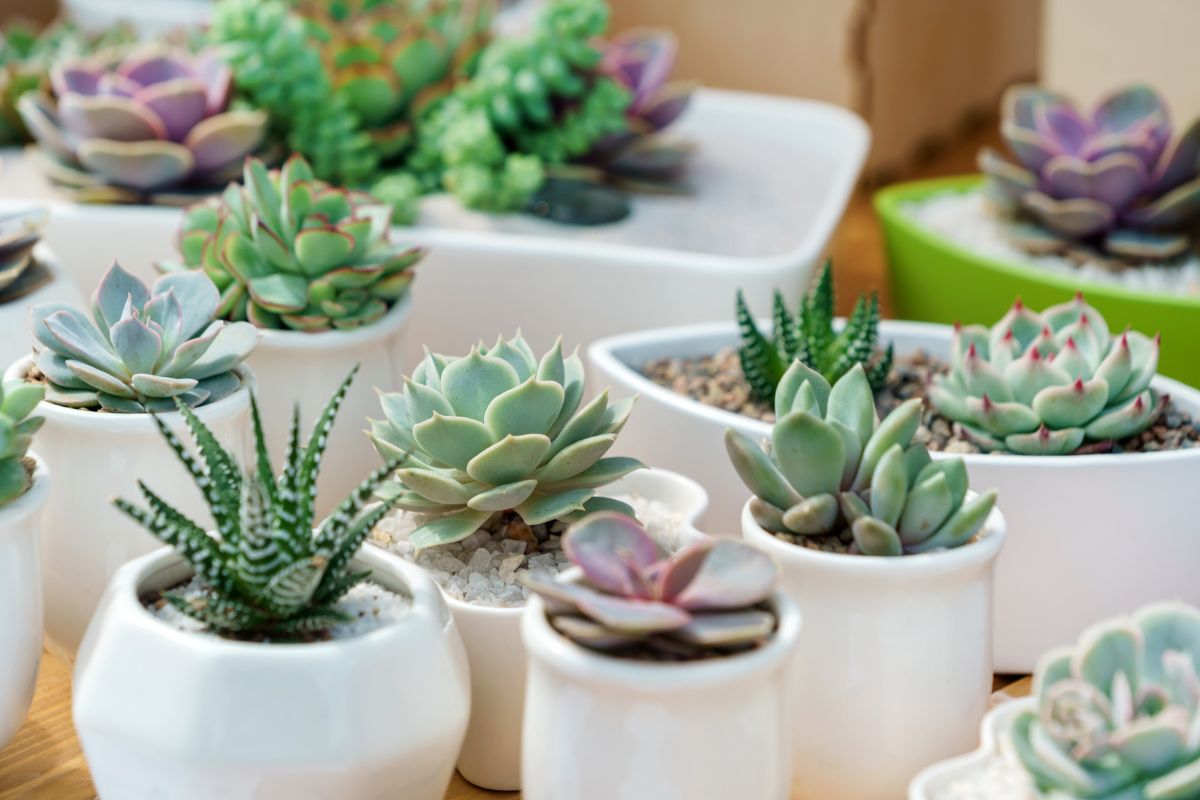 Come ottenere succulente giganti