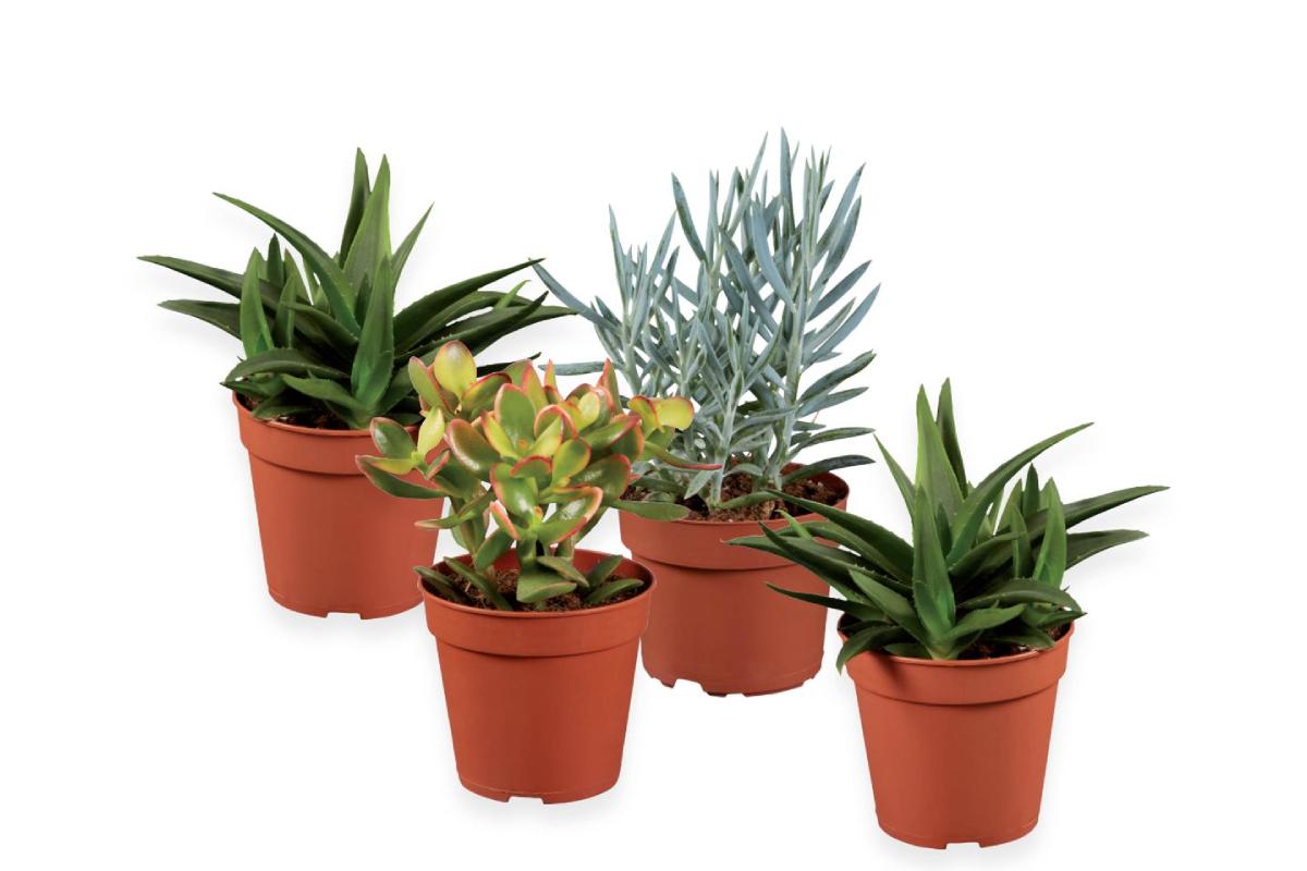 Cactus o succulente Lidl