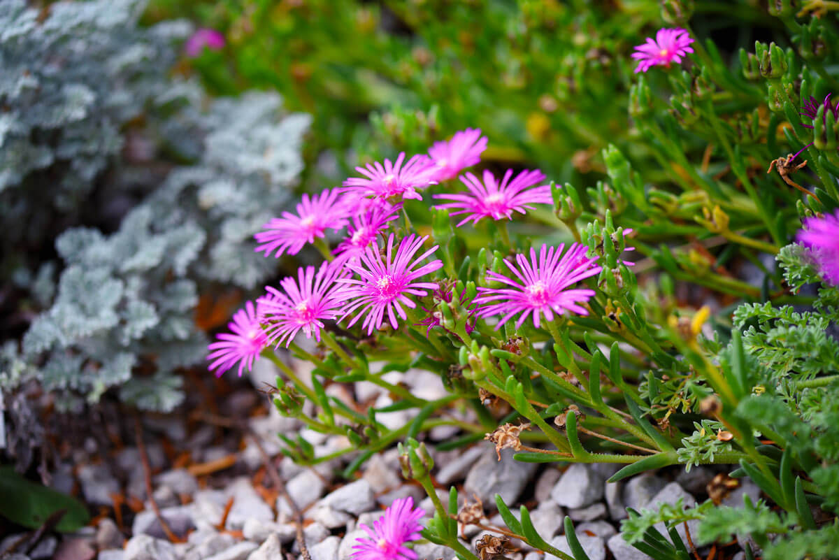 Piante grasse tappezzanti per il giardino