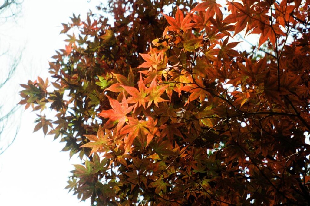 Quando piantare l'acero rosso