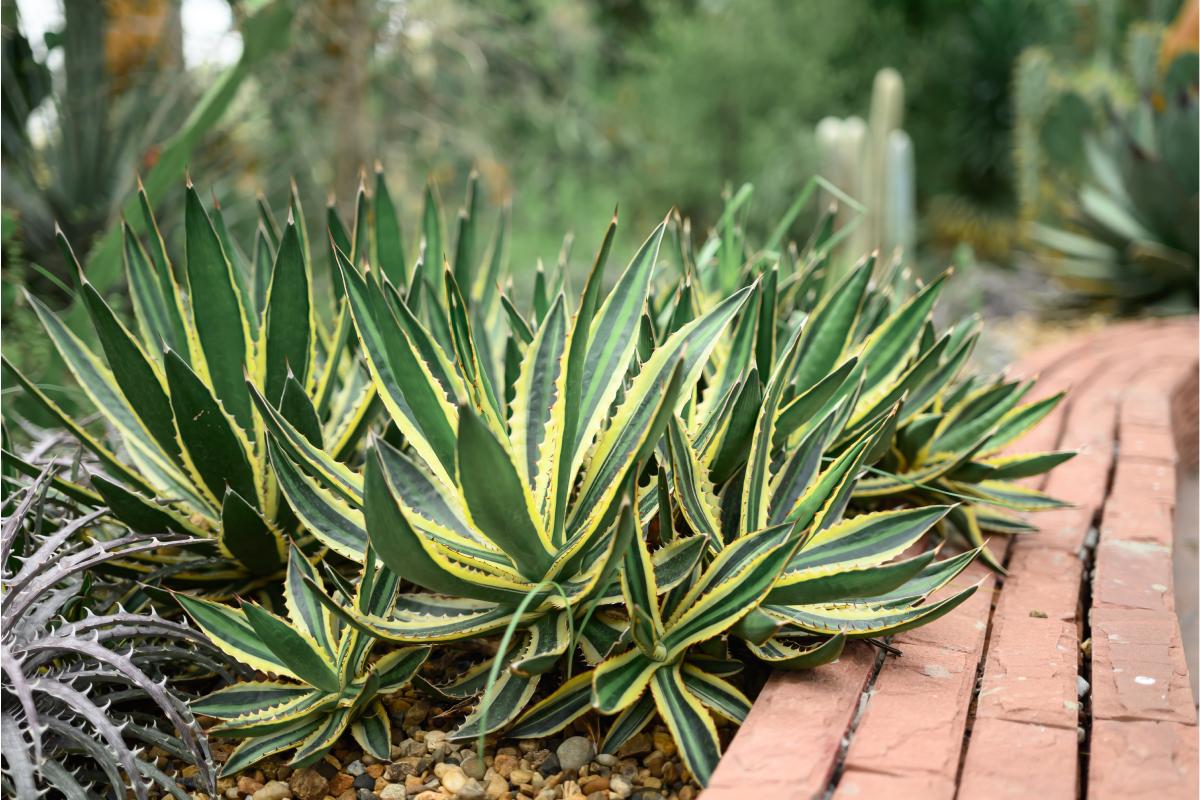 Aiuole con succulente