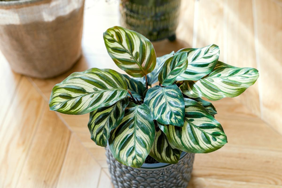 Come coltivare le piante tropicali