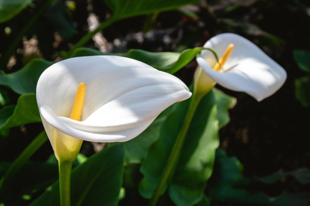 La calla sul davanzale in primavera