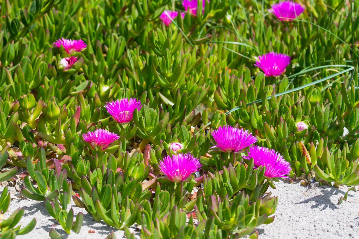 Le succulente che colorano e tappezzano
