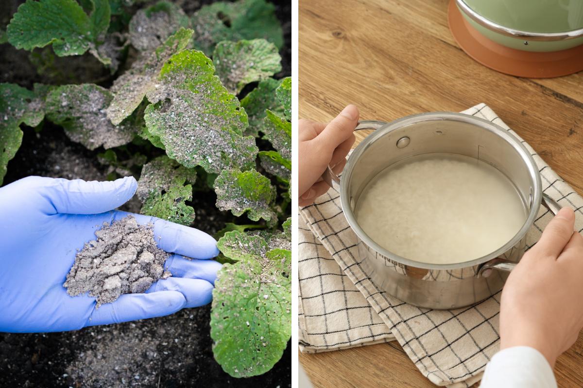 I fertilizzanti naturali
