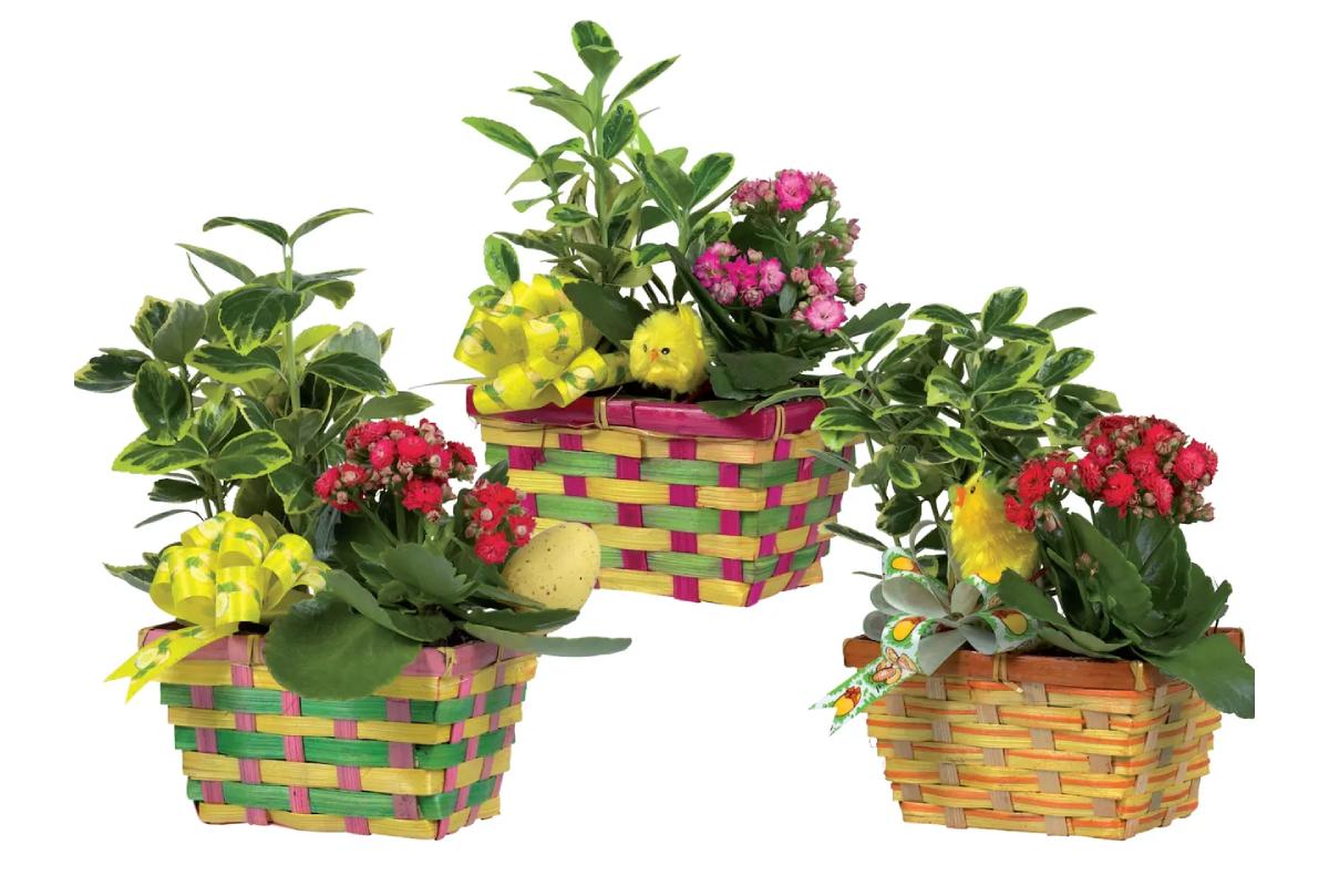 Lidl e le offerte di Pasqua sulle piante 