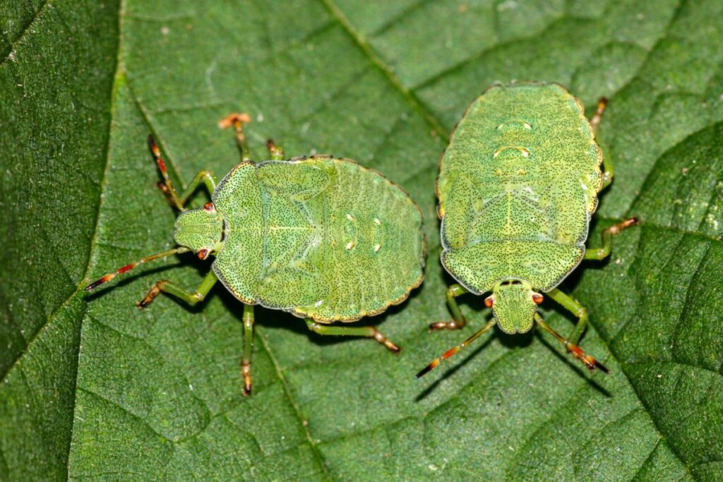 I trucchi naturali per debellare le cimici sul balcone