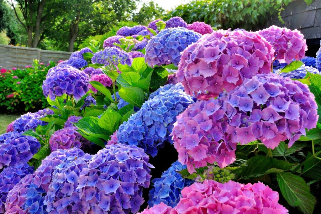Come cambiare colore alle ortensie
