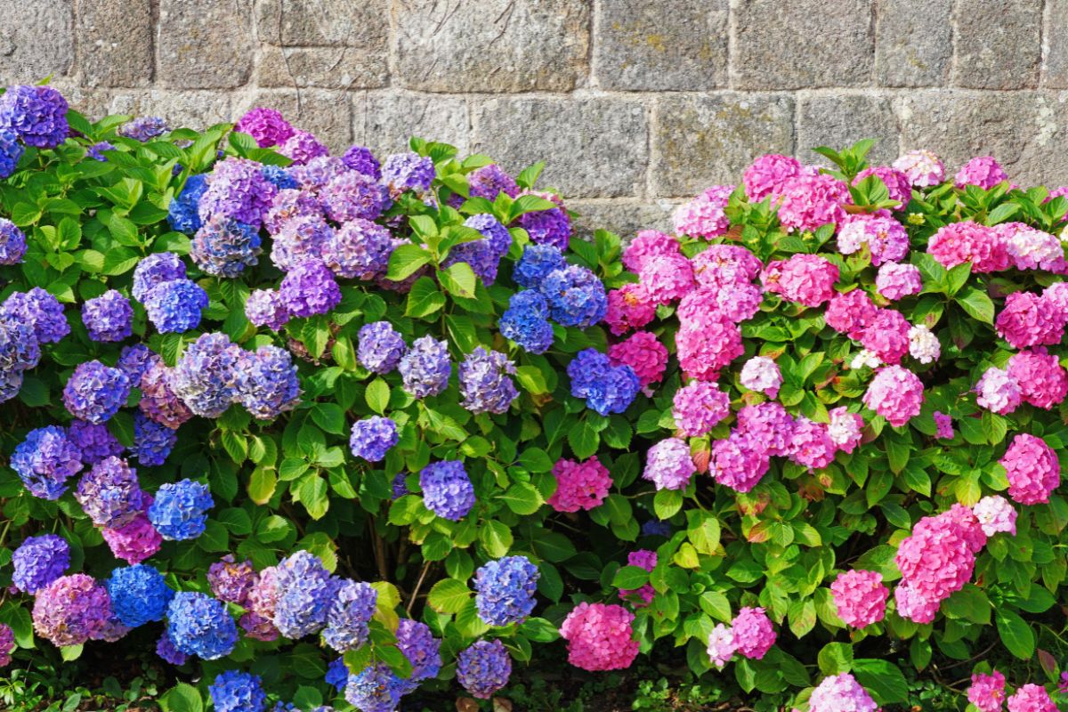 Coltivare ortensie rosa o blu