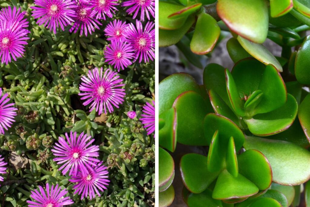 Piante succulente che adornano il balcone