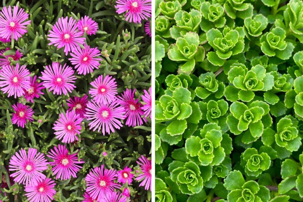 Le 7 succulente perenni e tappezzanti