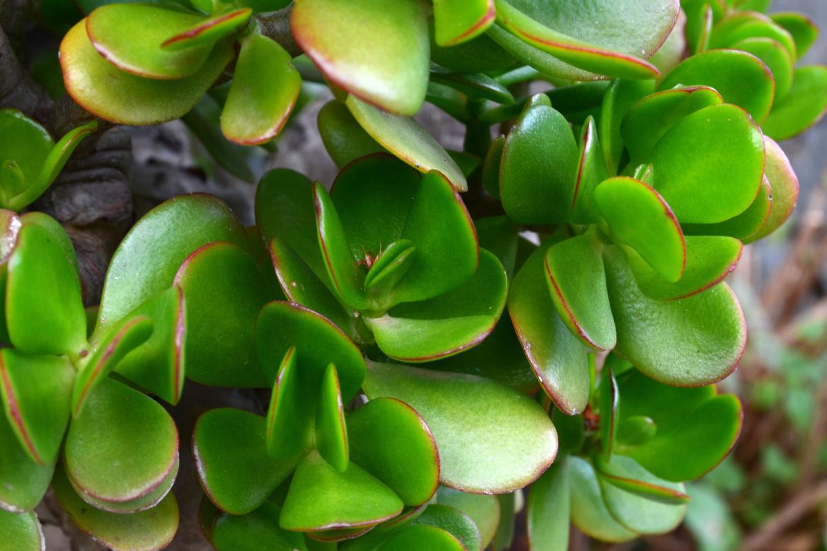 Il balcone con le piante succulente