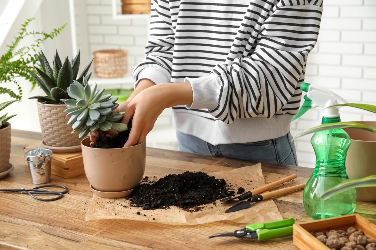 7 piante sucuclente che fanno bello il giardino