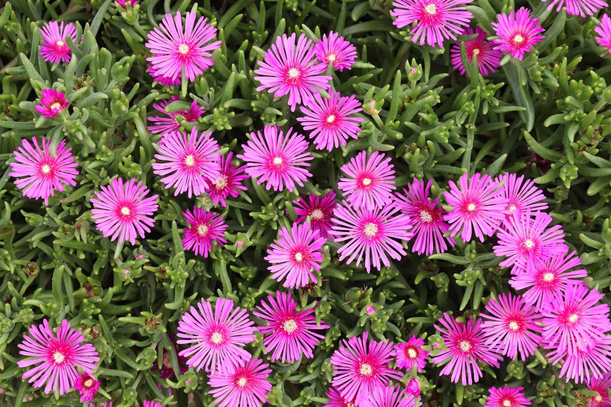 Un giardino con piante grasse che tappezzano