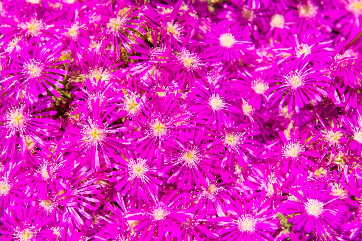 7 piante grasse tappezzanti perenni 