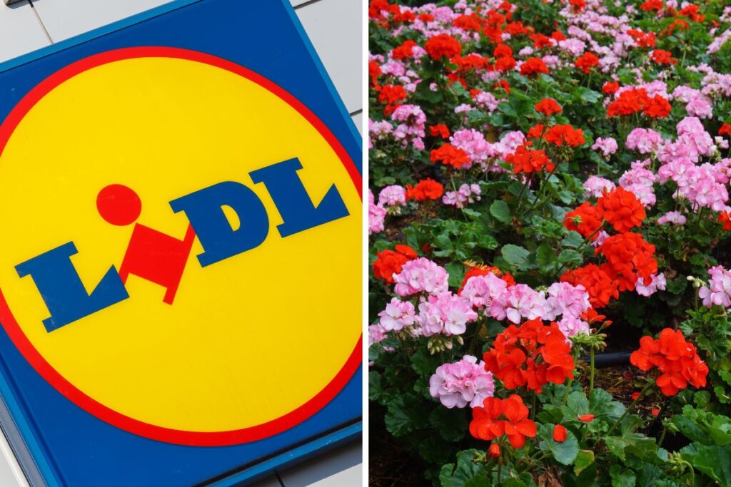 Lidl fiori in vendita