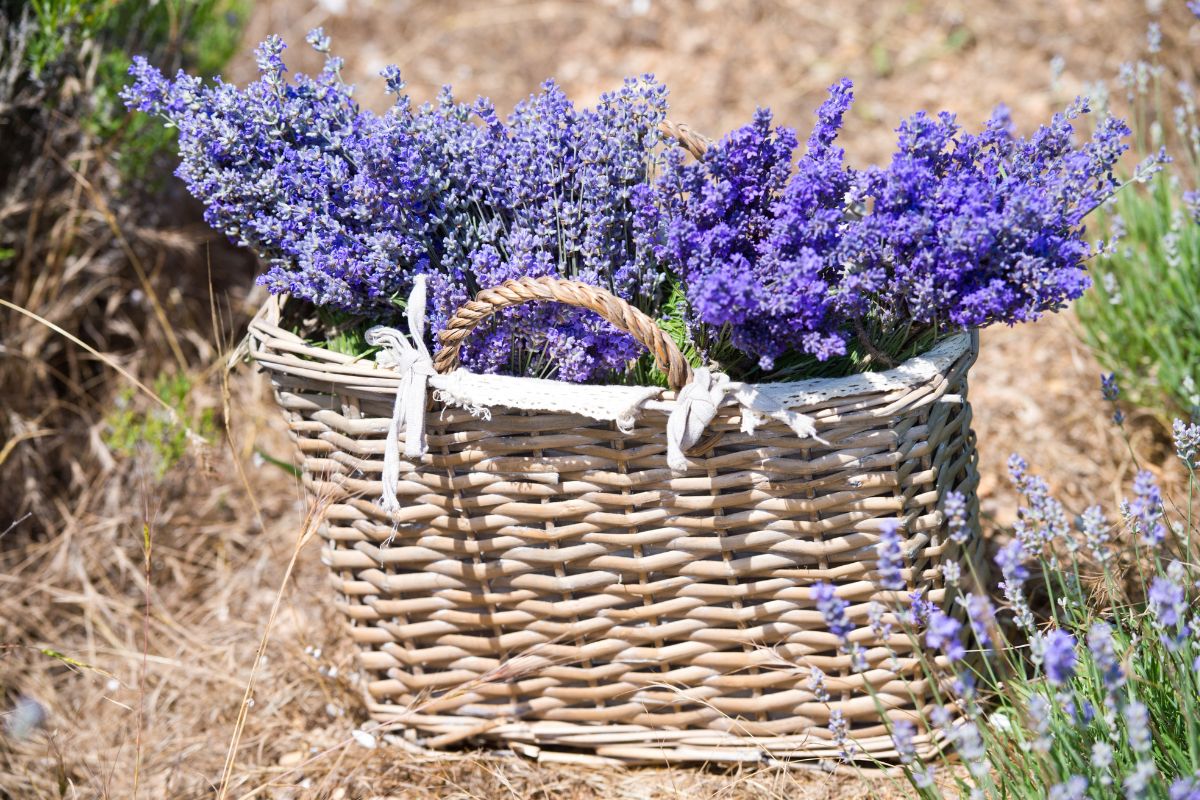 Primavera in giardino fiorito