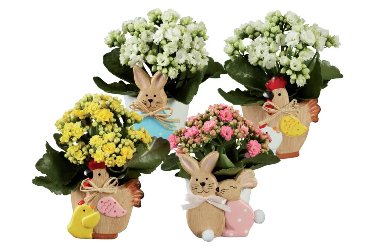 Lidl e le piante del weekend 