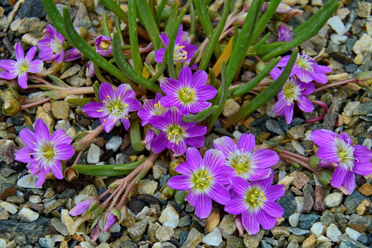 La Lewisia non fiorisce in primavera: ecco perchè 