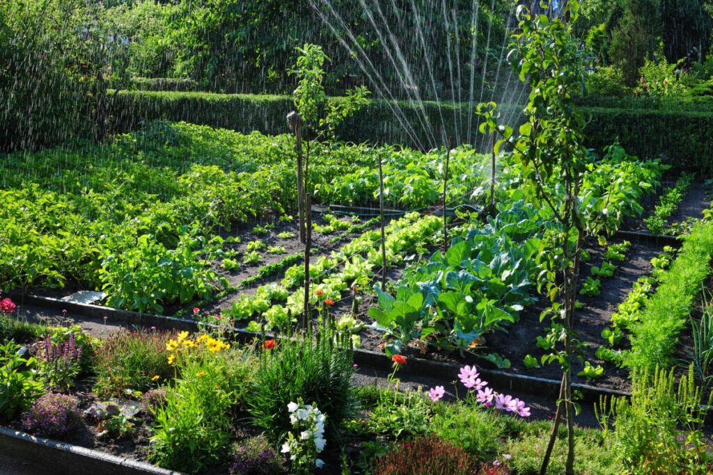 Piantare ortaggi in giardino o in vaso