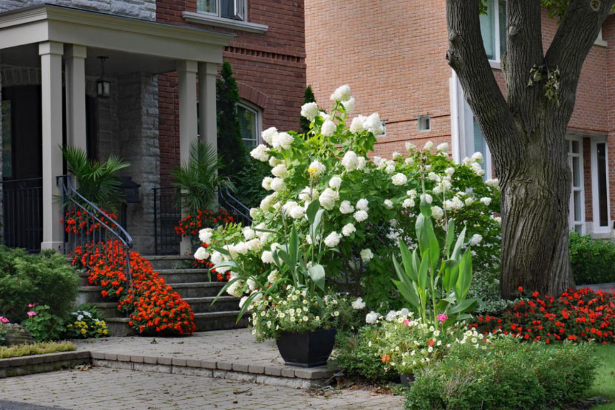 Ortensie per giardino da sogno
