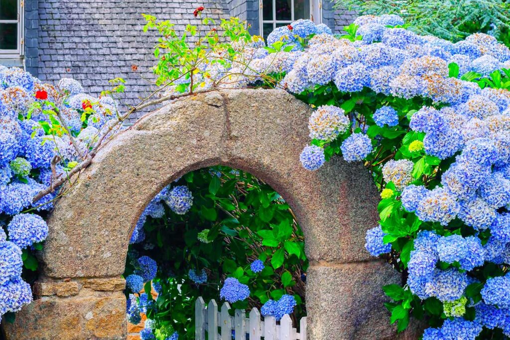 8 idee con ortensie per un bel giardino