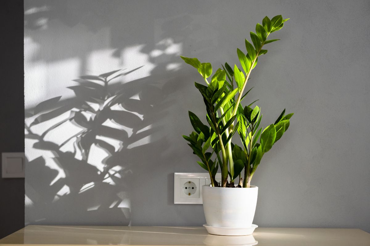 Piante grasse per interni con poca luce