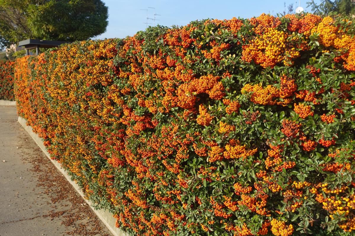 5 piante schermati per il giardino