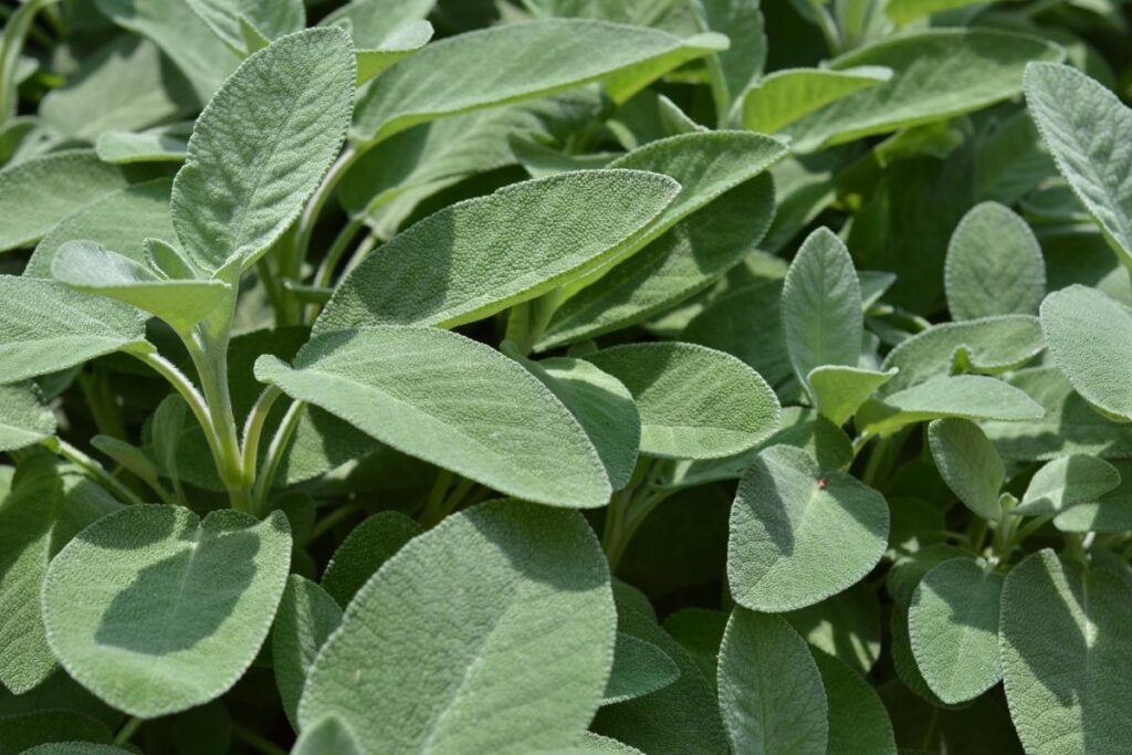 Salvia