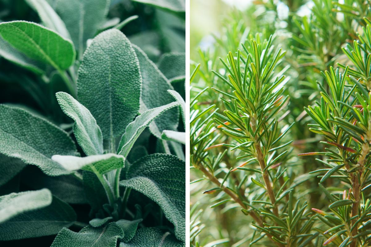 Talee di lavanda, rosmarino e salvia: ecco come procedere