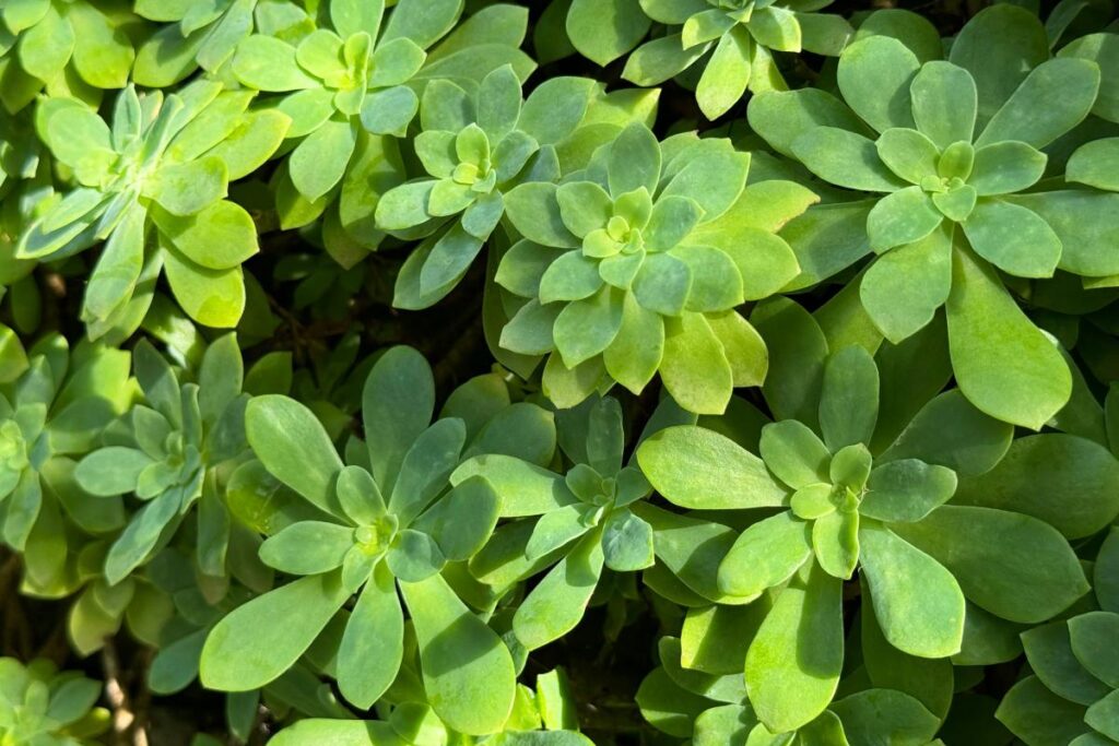Come curare il Sedum