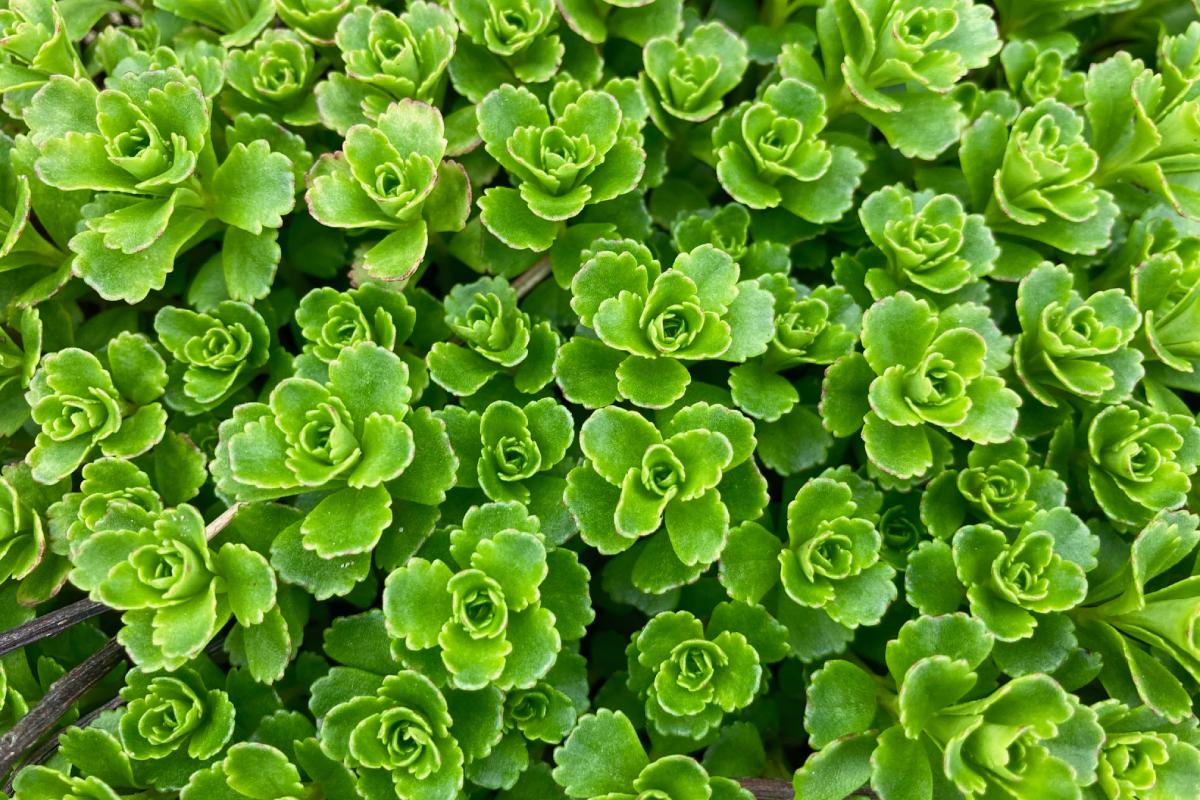 Piante succulente perenni che colorano i giardini