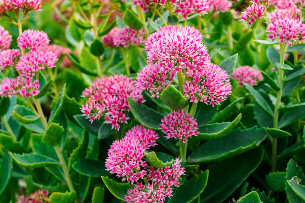 Piante succulente in balcone