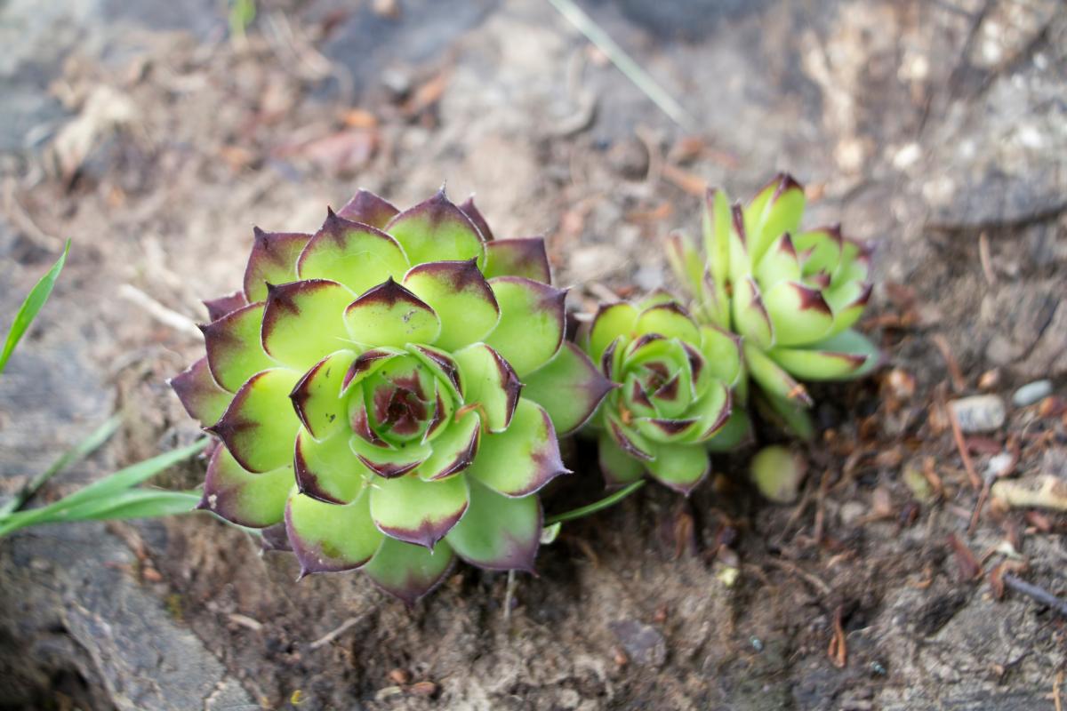 Tappezzare il giardino con 7 piante perenni