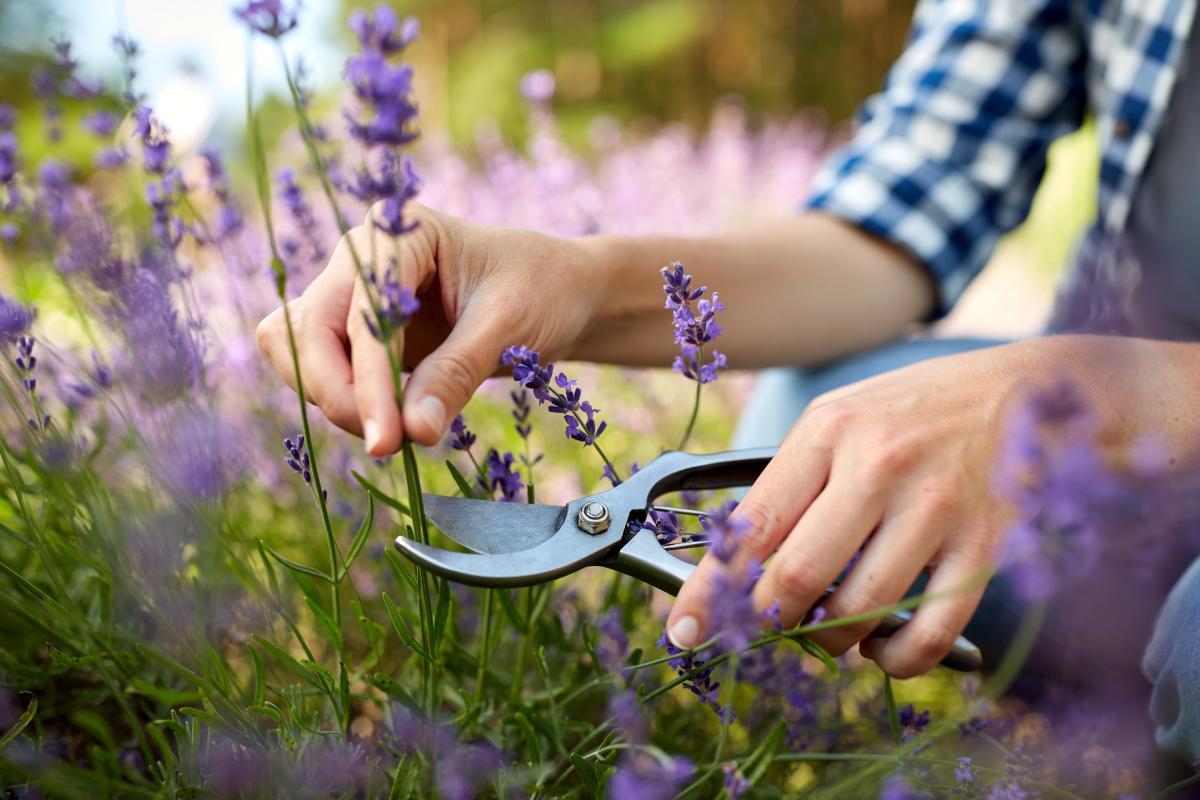 Moltiplicare la lavanda attraverso la talea