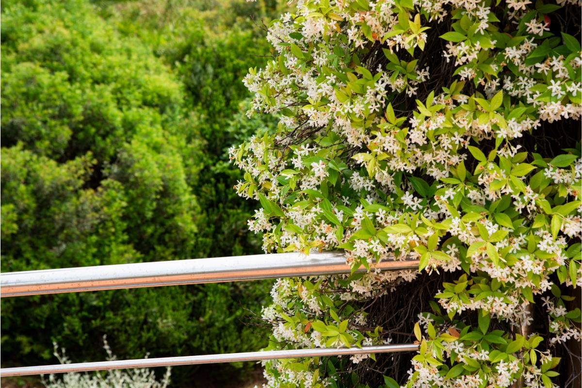 5 piante sul balcone in primavera