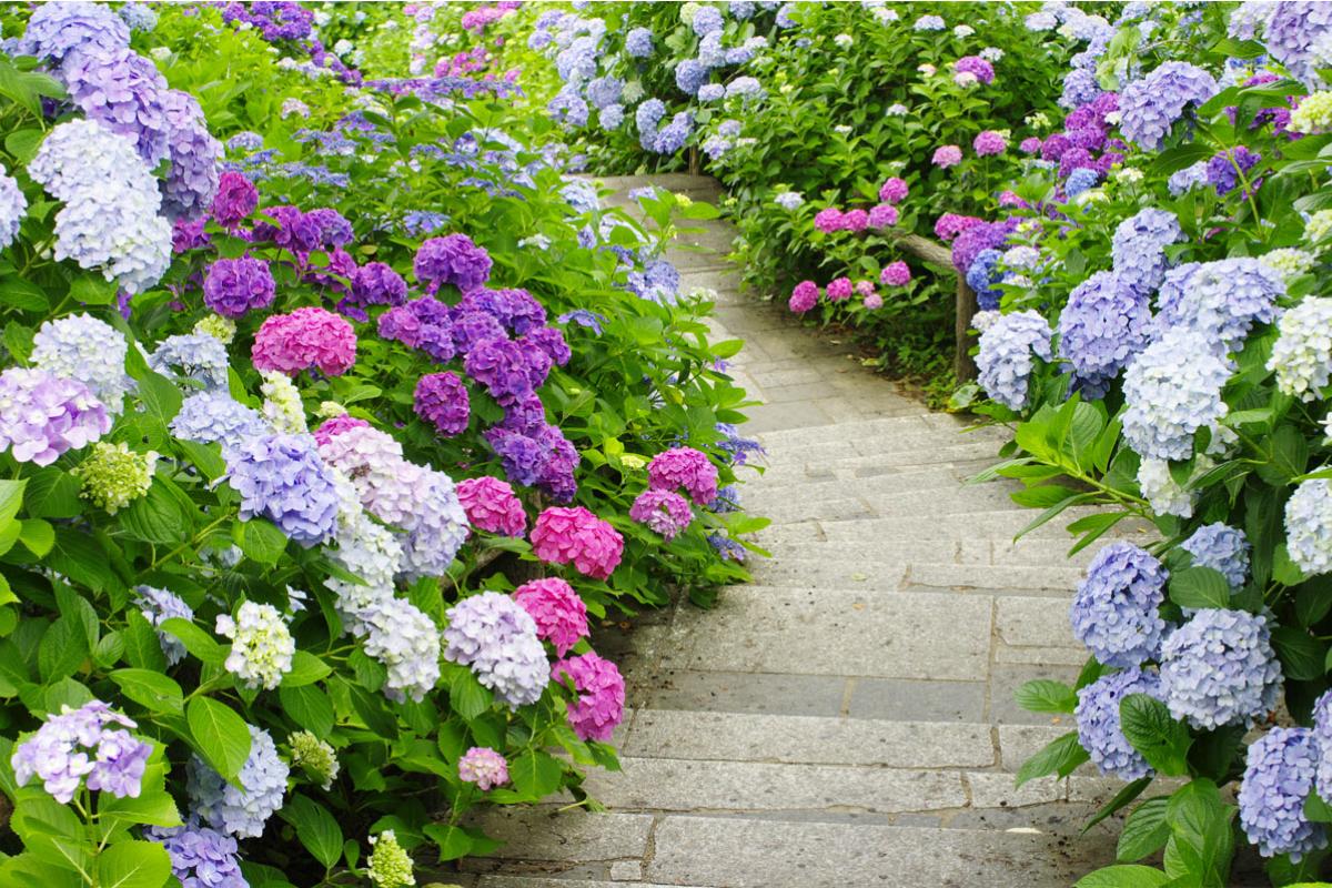 8 idee creative con le ortensie