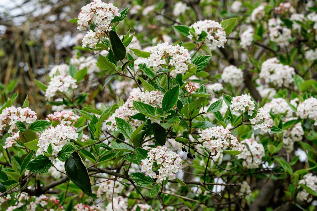 Creare siepi col viburno in primavera