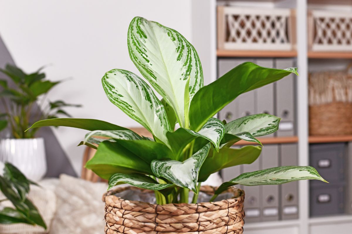 piante che purificano l’aria