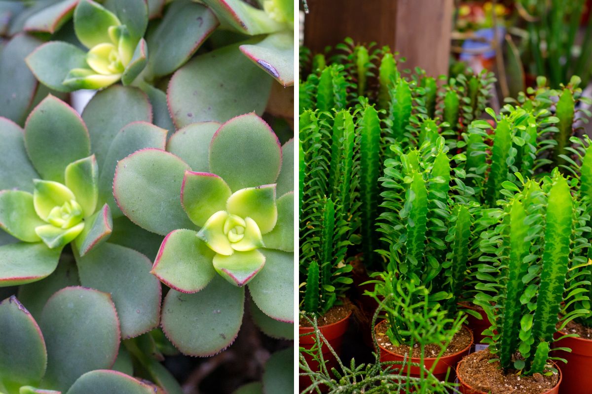 piante grasse per casa e giardino