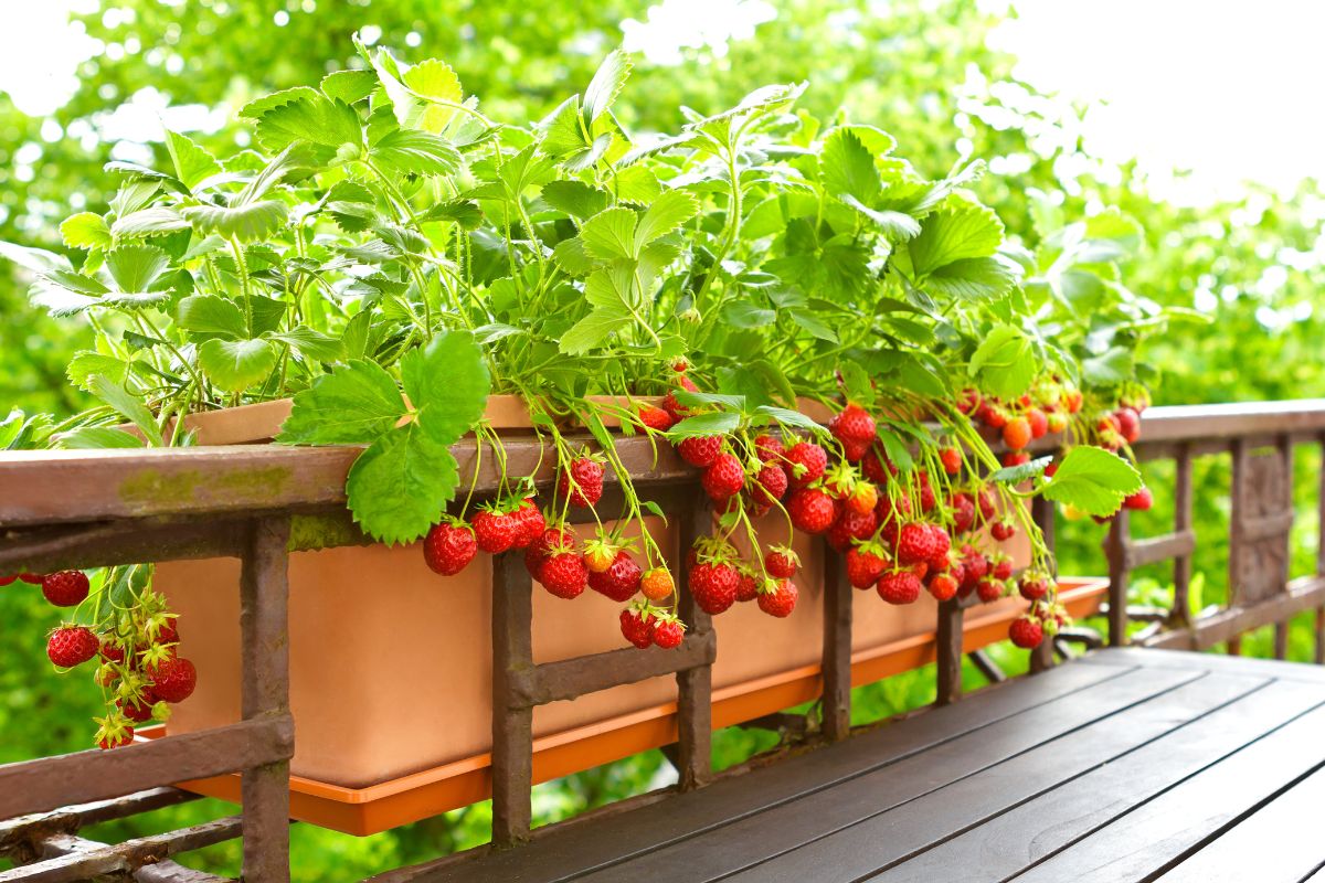 quando concimare le fragole sul balcone