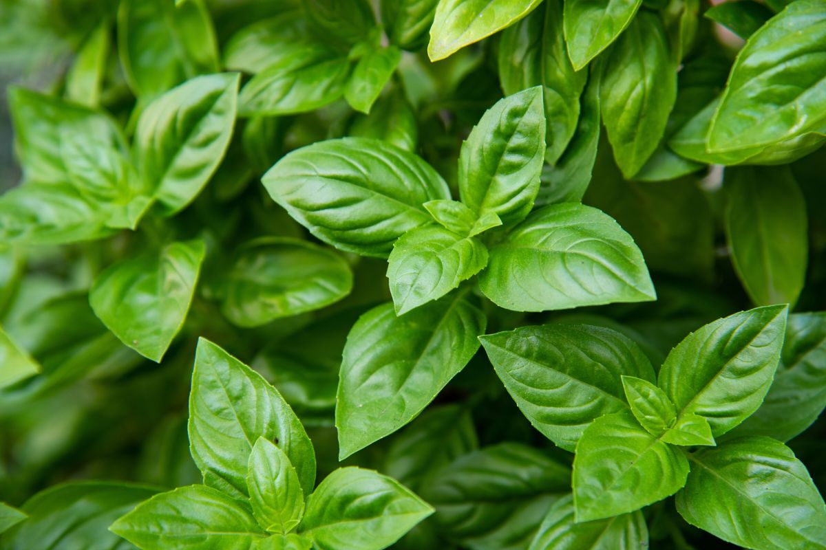 come far crescere il basilico da un rametto