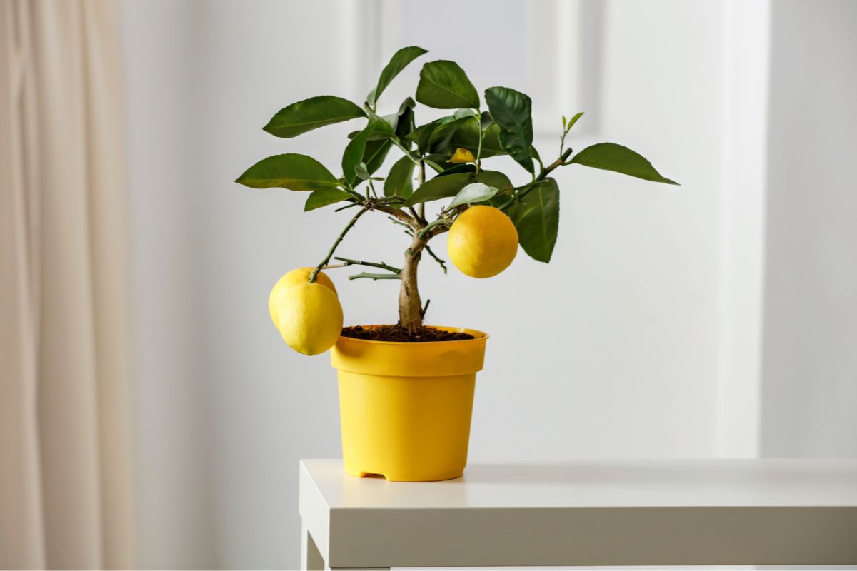come avere limoni tutto l’anno
