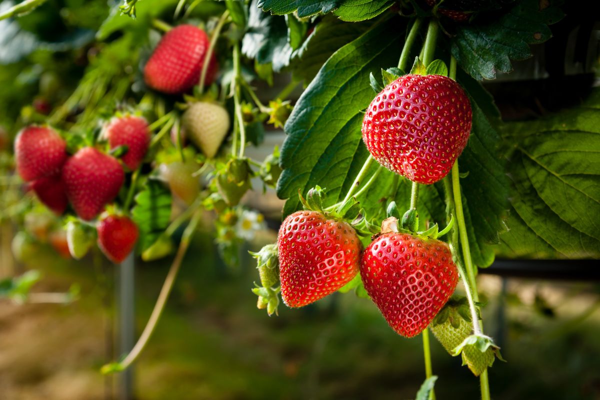 fragole gratis sul balcone