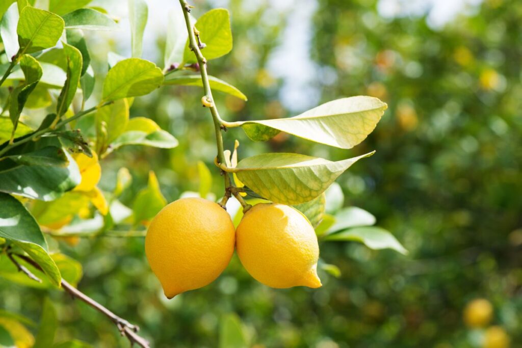 coltivare il limone