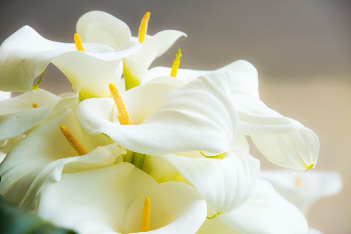 errore nella coltivazione della calla