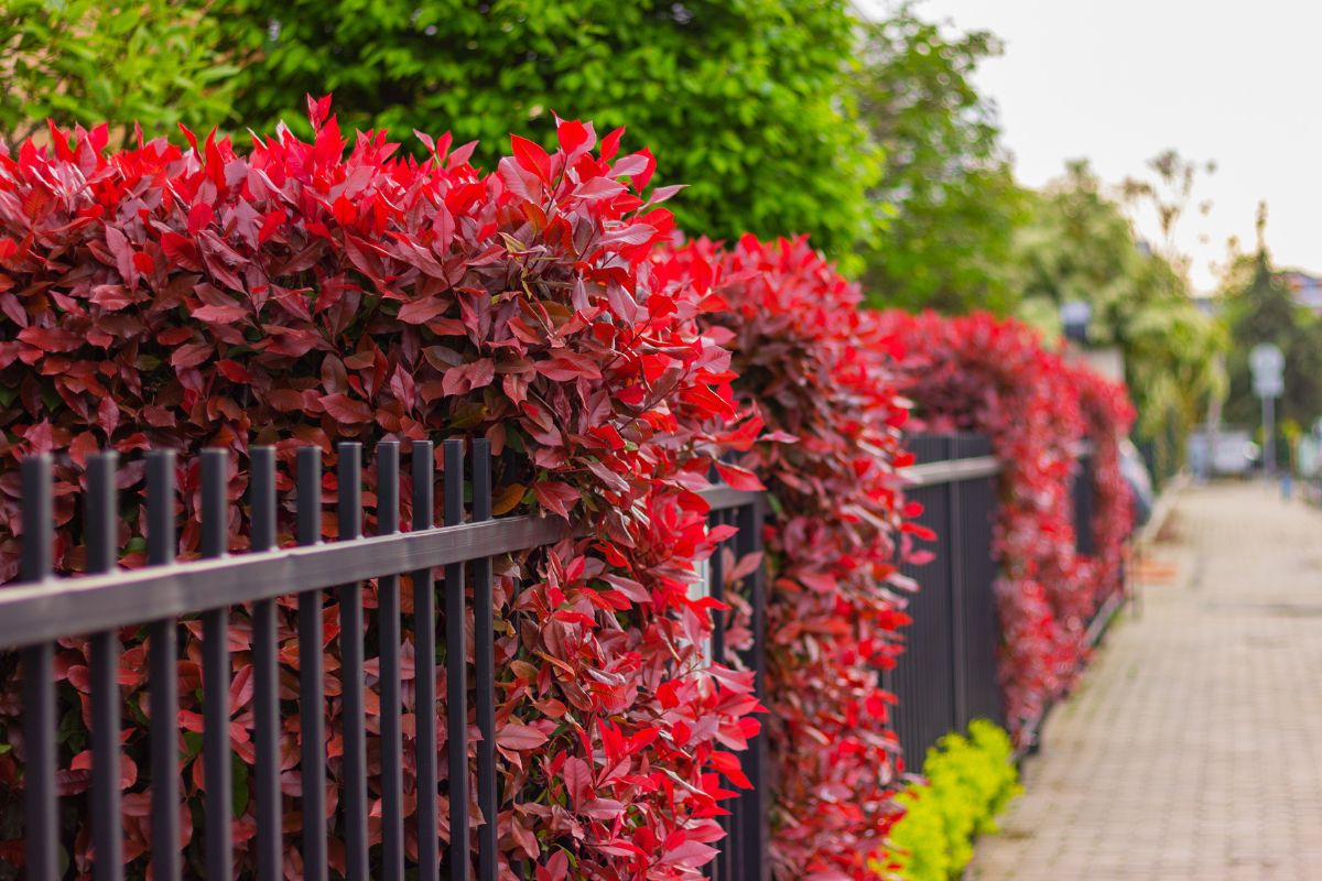 siepe con le talee di Photinia