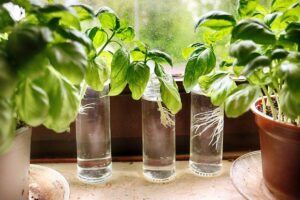 coltivare il basilico con la talea