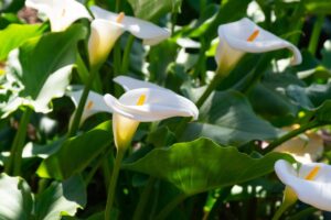 coltivare la calla in giardino